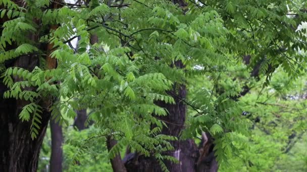 Krople deszczu spadają na zielony liść. Deszcz w letnim lesie w parku miejskim — Wideo stockowe