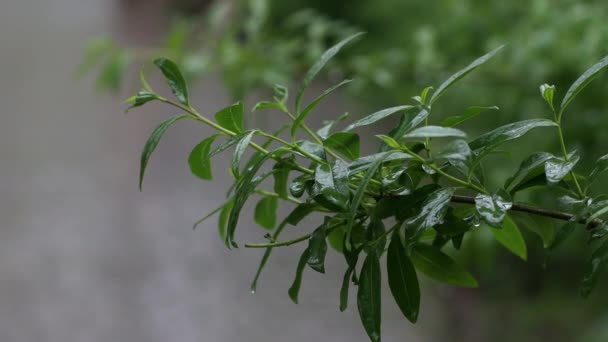 Druppelt water op groene plantenbladeren na regen in de natuur. — Stockvideo