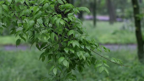 Капли дождя падают на зеленый лист в городском парке — стоковое видео