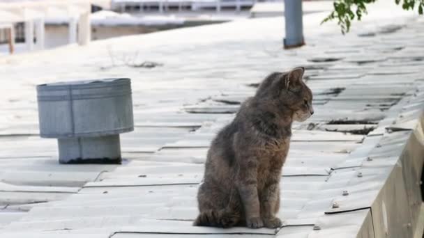 Homeless adulto tabby gato se sienta en un piso de hormigón en una calle de la ciudad y mira a su alrededor. Gatos sin hogar ayudan concepto — Vídeo de stock