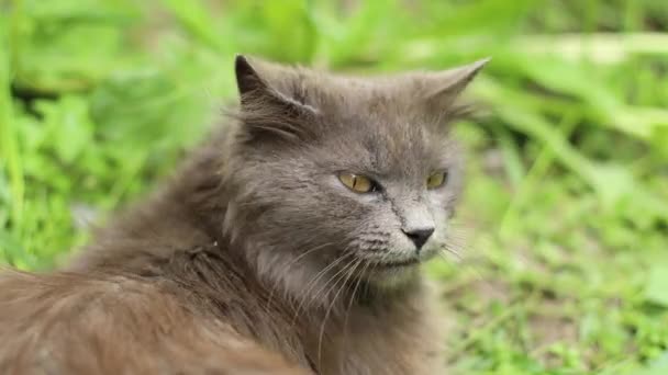 Πλευρική άποψη μιας δυσαρεστημένης γκρίζας γάτας με κίτρινα μάτια στη φύση και κοιτάζει γύρω στον κήπο της άνοιξης — Αρχείο Βίντεο
