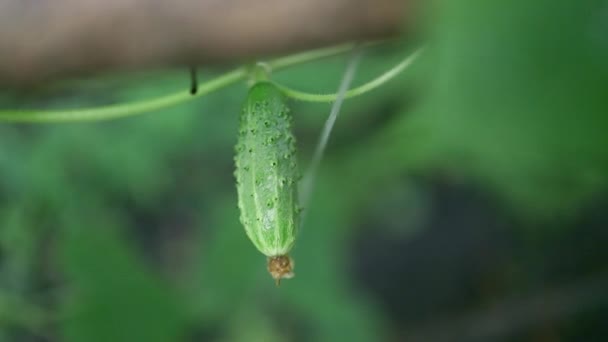 야외 텃밭에서는 온실의 성장 과 꽃이 핀다. 농업, 농작물 재배. — 비디오