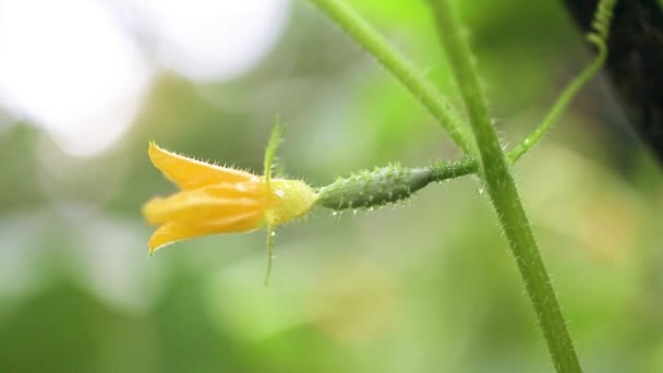 Pequeño pepino espinoso verde que crece en la verdura de campo para la cosecha. Alimentos orgánicos frescos y saludables, concepto de negocio agrícola. — Vídeo de stock