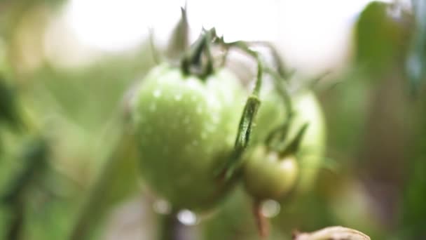 Mais tomates verdes no jardim. Alimentos orgânicos saudáveis frescos, conceito de negócio agrícola. — Vídeo de Stock