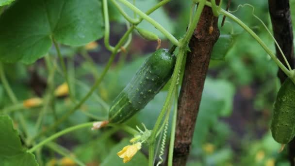 Färska taggiga gröna växande gurkor i trädgården i ett växthus. Jordbrukare som arbetar med handplockning plockar gurkor i växthus. Ekologiskt jordbruk. — Stockvideo