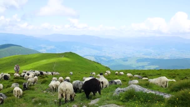Λευκά πρόβατα βόσκουν σε ένα χωράφι στη φύση. Γραφικό πανοραμικό τοπίο των καταπράσινων λόφων και λιβαδιών στα Καρπάθια όρη — Αρχείο Βίντεο