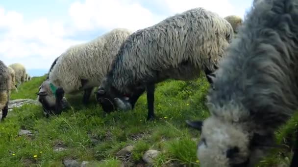 Стадо овець на зеленому пасовищі в Карпатських горах. Чудовий краєвид гір — стокове відео