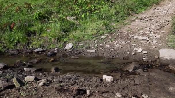 Kvinnliga fötter nära snabbt vatten. Ren fjällbäck i ett vackert ljust sommarlandskap — Stockvideo