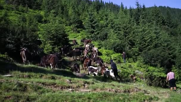 Ukrayna, Avrupa 'daki Karpatlar' da kahverengi ve beyaz inek sürüleri. Dağ vadisi — Stok video