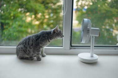 Tatlı tüylü kedi sıcak yaz gününde pencerenin kenarında taşınabilir elektrikli vantilatörden hava akımının keyfini çıkarıyor.