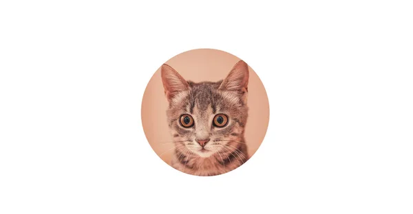 Nahaufnahme Porträt Der Lustigen Grauen Katze Blickt Durch Ein Aufgerissenes — Stockfoto