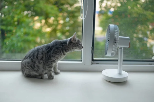 Милый Пушистый Кот Наслаждается Воздушным Потоком Портативного Электрического Вентилятора Подоконнике — стоковое фото