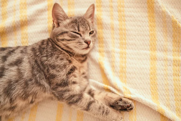 Söt Randig Grå Kattunge Sover Soffan Täckt Med Vit Stickad — Stockfoto