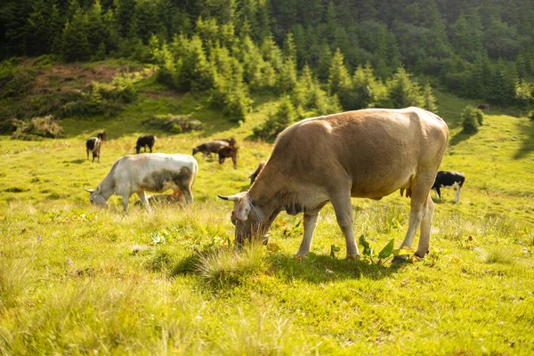 Herd Cows Eating Grass Graze Field Carpathian Mountains Ukraine — Stock Photo, Image