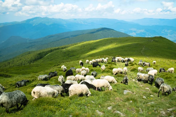 山の中に羊の群れ 美しい山の風景 — ストック写真