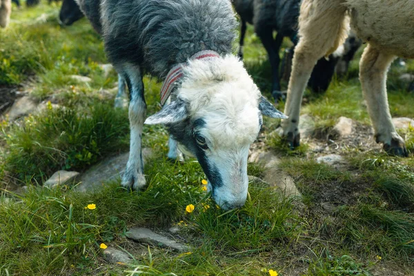 美しい山の牧草地で羊の群れ 美しい山の景色 カルパティア人 ウクライナ — ストック写真