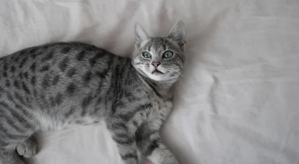 Niedliche gestromte graue Katze liegt im Bett auf einer Decke. Gemütlicher Hintergrund mit glücklichem Haustier. — Stockfoto