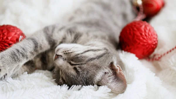 Gatto grigio Tabby con palline rosse di Natale in un comodo letto su una coperta. gattino si rilassa — Foto Stock