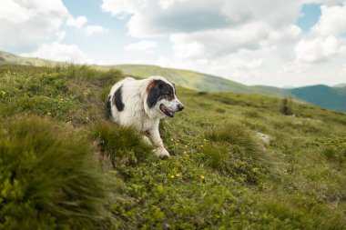 Güzel dağ manzarası. Büyük, beyaz, kahverengi çoban köpeği tepedeki çimlere uzanıp izliyor..