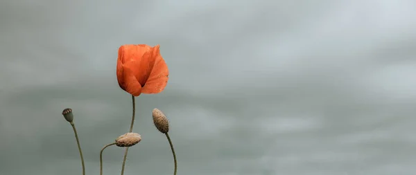 Frumos fundal natura cu flori de mac roșu mac pe fundal gri. Banner orizontal — Fotografie, imagine de stoc