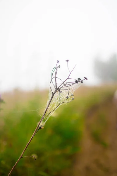 Plante naturelle sèche dans la toile d'araignée par temps nuageux brumeux — Photo