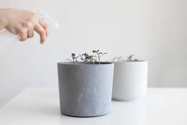 Rega de mudas de tomate em um pote cinza com uma garrafa de spray em casa — Fotografia de Stock