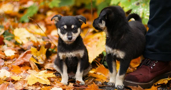 Due Cucciolotti Bastardi Con Foglie Arancia Cadono Parco Cittadino Aiutare — Foto Stock