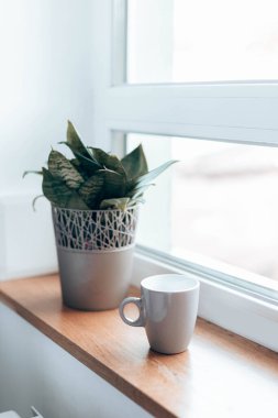 Pencere kenarındaki ahşap pencere pervazında bir kupa sıcak aromatik kahve ya da çay. Arka planda yeşil çiçek var. Günaydın.