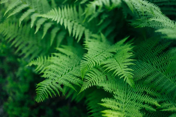 美しい緑のシダの葉 緑の植物の自然壁紙 最上階だ スペースのコピー — ストック写真