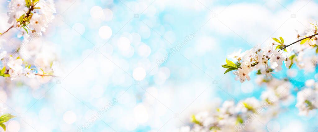 Beautiful spring border banner. Spring bloom background with delicate blossoming sakura and apple tree branches. Soft selective focus