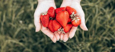 Kadın eli tutarak yeşil çimenlikte taze çilek toplar.