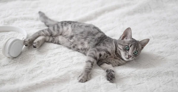 Frisky Striped Gray Kitten Blue Eyes Lies Rests Bed Cozy — Stock Photo, Image