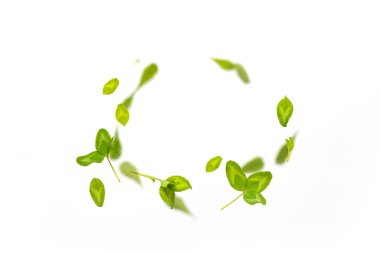 Rastgele uçan yeşil yonca yaprakları beyaz arka planda izole edilmiş. Kopya alanı olan yatay panorama pankartı