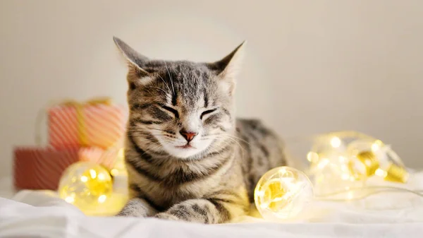 拥有礼品盒的快乐灰猫躺在白色桌子上舒服的床上 舒适的家背景和快乐的宠物 明亮的花环灯饰 — 图库照片