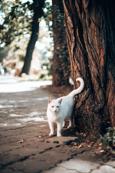 Chat Adulte Fourrure Blanche Tient Près Grand Arbre Par Une — Photo