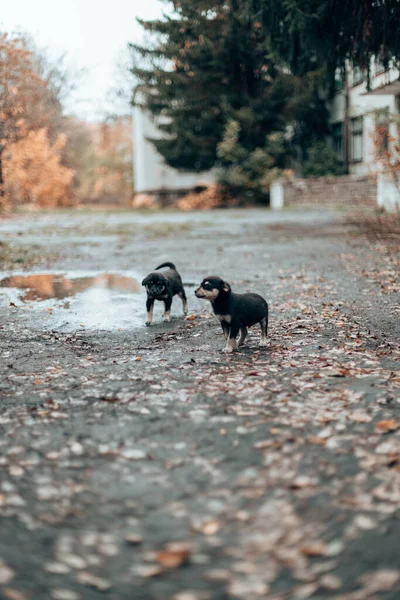 Hermosos Felices Dos Lindos Cachorros Adorables Caminando Parque Otoño Lindo —  Fotos de Stock