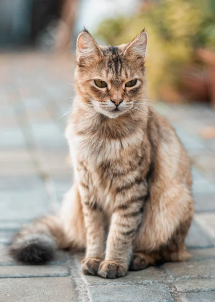 美しいブランふわふわウール猫は屋外でカメラを見て — ストック写真