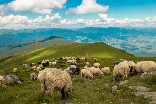 山の牧草地での羊 美しい自然の風景 — ストック写真