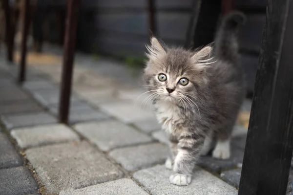 Cute Fluffy Gray Kitten Gray Eyes Looking Camera Posing Road — Stock Photo, Image