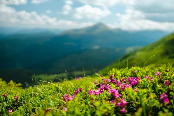 Yüksek dağ tepesinde çiçek açan pembe rhododendron çiçekleri. Karpatlar, Ukrayna, Avrupa.