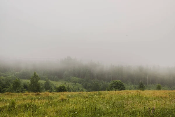 Erstaunliche Natur Landschaft Blick Auf Nebligen Wetter Wald Und Grüne — Stockfoto