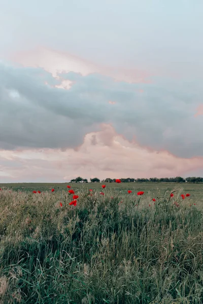 Κόκκινες Παπαρούνες Στο Χωράφι Στο Ηλιοβασίλεμα Επιλεκτική Εστίαση Glade Κόκκινο — Φωτογραφία Αρχείου