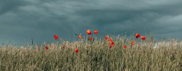 Γεια Σου Άνοιξη Όμορφο Τοπίο Παπαρούνες Πλήρη Άνθιση Κόκκινο Λιβάδι — Φωτογραφία Αρχείου