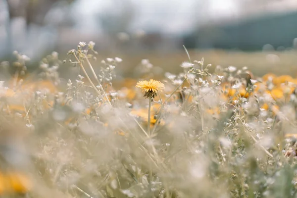Champ vert avec des pissenlits jaunes. Nature fond floral au début de l'été. Paysage romantique panorama, espace de copie. — Photo