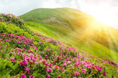 Yüksek dağ tepelerinde çiçek açan pembe rhododendron çiçekleri. Karpatlar, Ukrayna