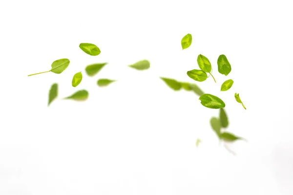 Flying fresh green clover leaves isolated on white background. Horizontal panorama banner with copy space — Stock Photo, Image