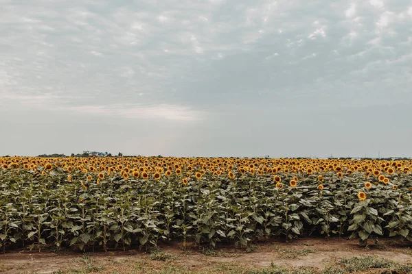 시골에 있는 커다란 황금빛 해바라기 햇볕 이 잘 드는 들판의 아름다운 전경. 꽃피는 해바라기. — 스톡 사진