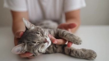 Uykucu şirin kedi yavrusu beyaz bir masaya uzanıyor ve rahatlıyor. Kadın elleri evde sevimli, gri çizgili kedi yavrusu okşuyor.