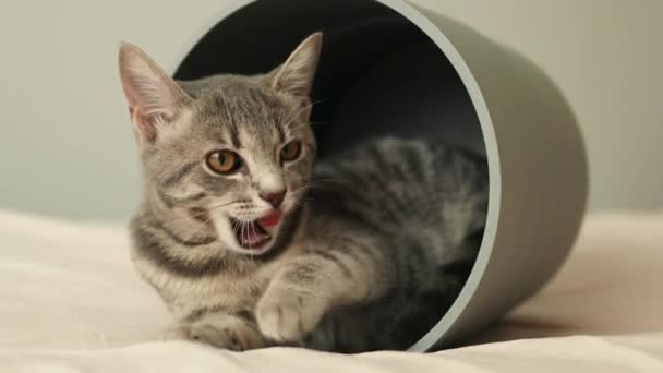 Charmant chat moelleux couché et léchant ses pattes sur fond gris à la maison. Animaux domestiques — Video