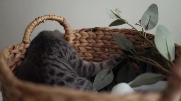 Gatinho cinza adorável encontra-se em uma cesta de vime e brinca com um galho de planta — Vídeo de Stock